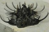 Spiny Quadrops Trilobite - Top Quality #189761-6